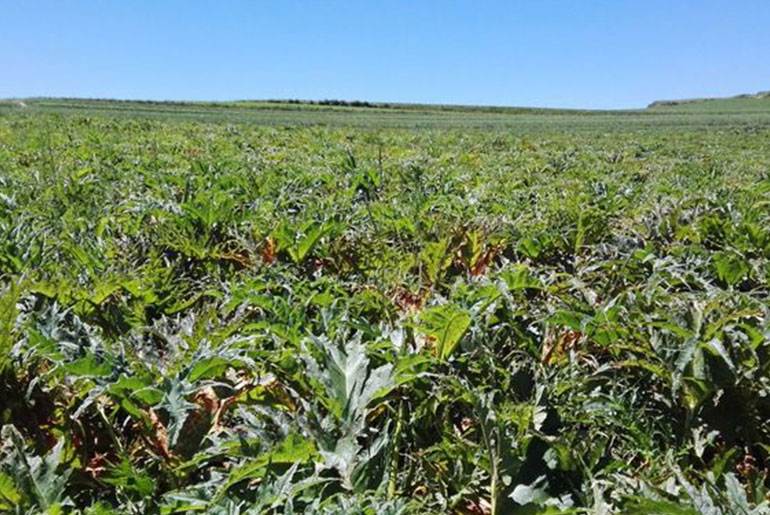 GANNAN Rhubarb cultivation base
