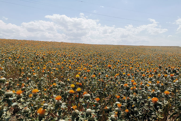 Xinjiang Safflower cultivation base