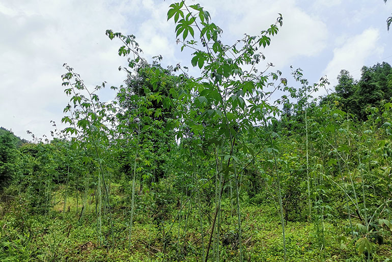 Guilin Sweet blackberry leaf cultivation base