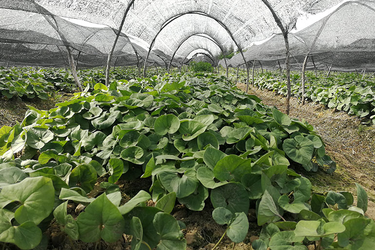 Fushun Asarum cultivation base