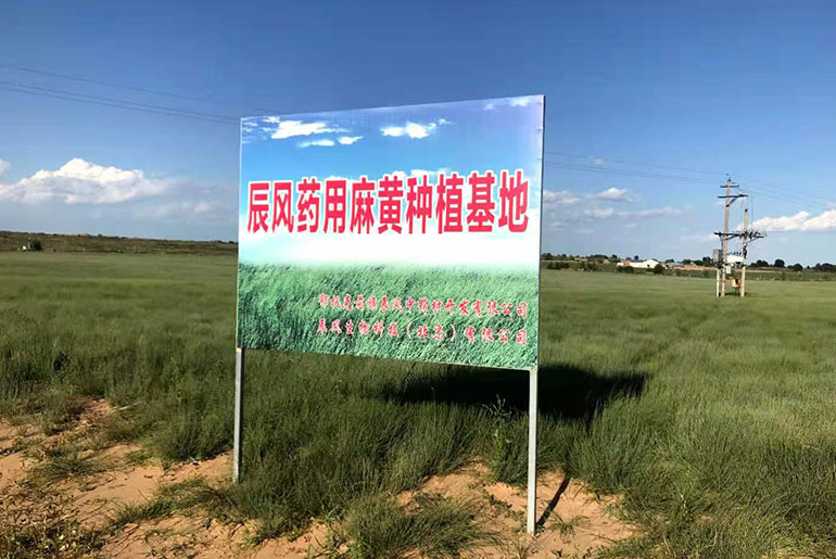 Inner Mongolia Ephedra cultivation base