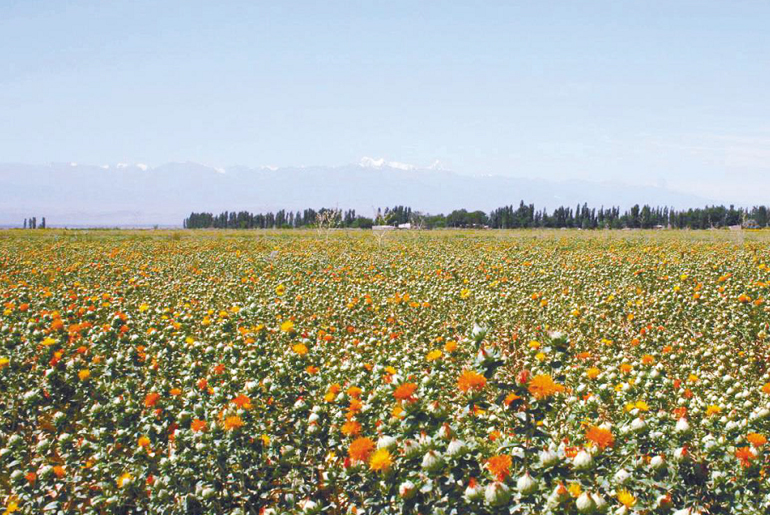 Xinjiang Safflower cultivation base