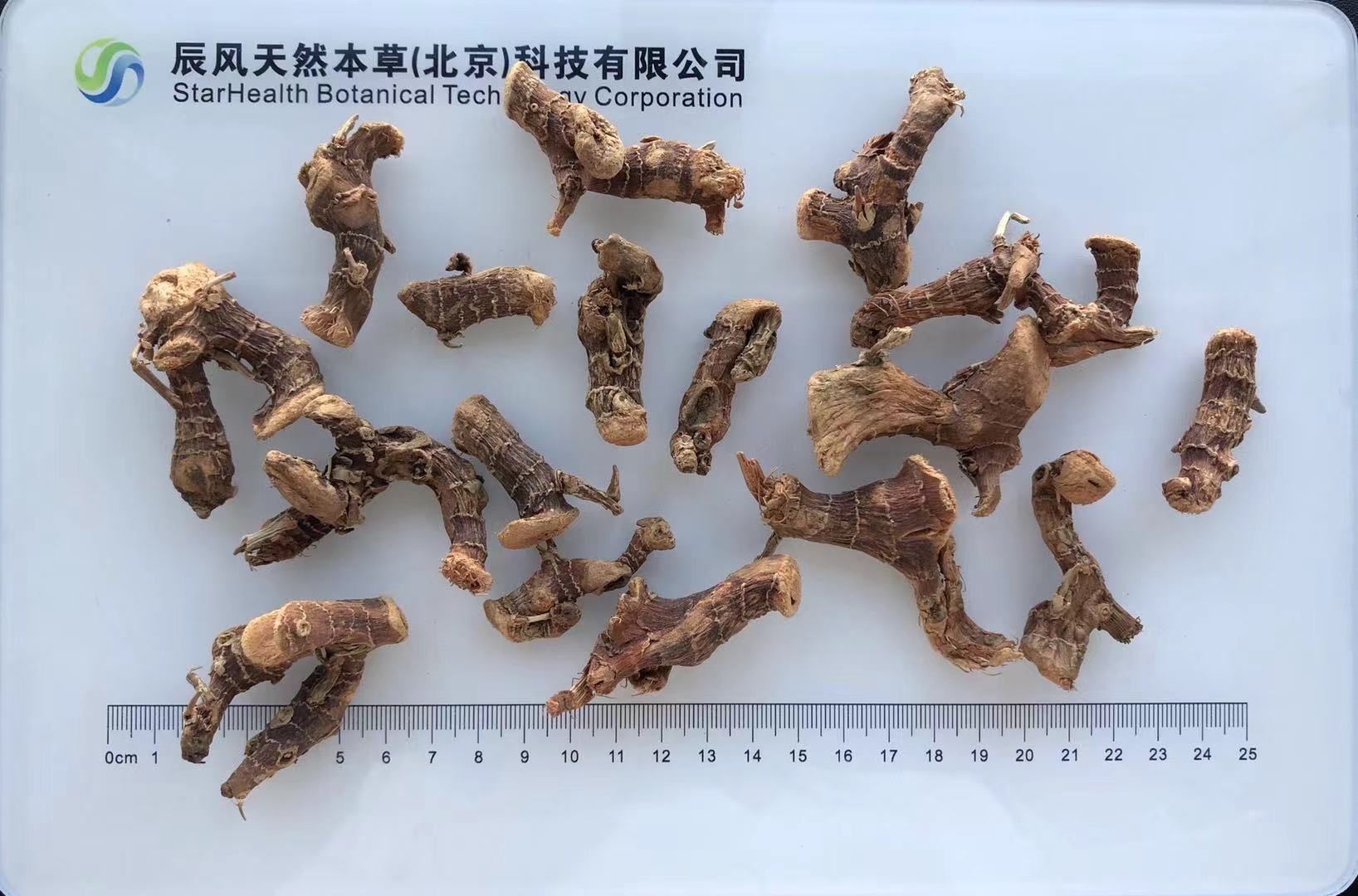 小良姜 - Galanga Root