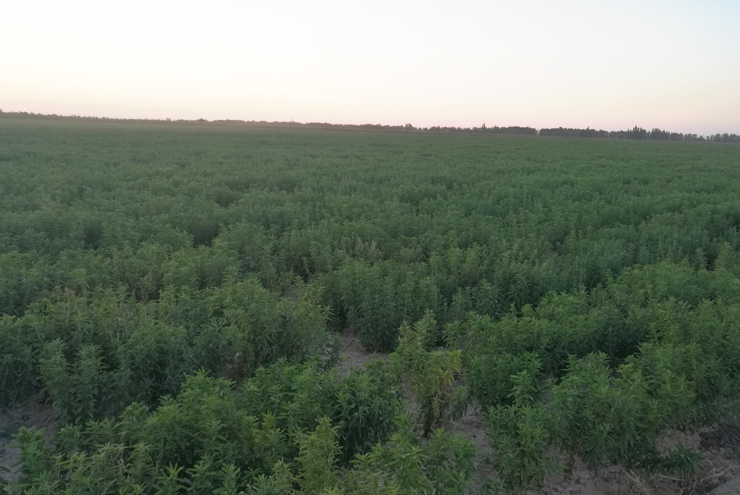 Stevia leaf cultivation base